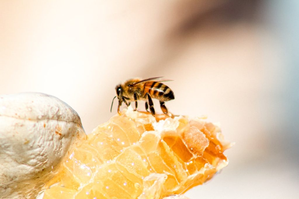 Worker (female) honeybee sucking nectar from a broken honeycomb in a beekeepers hand.